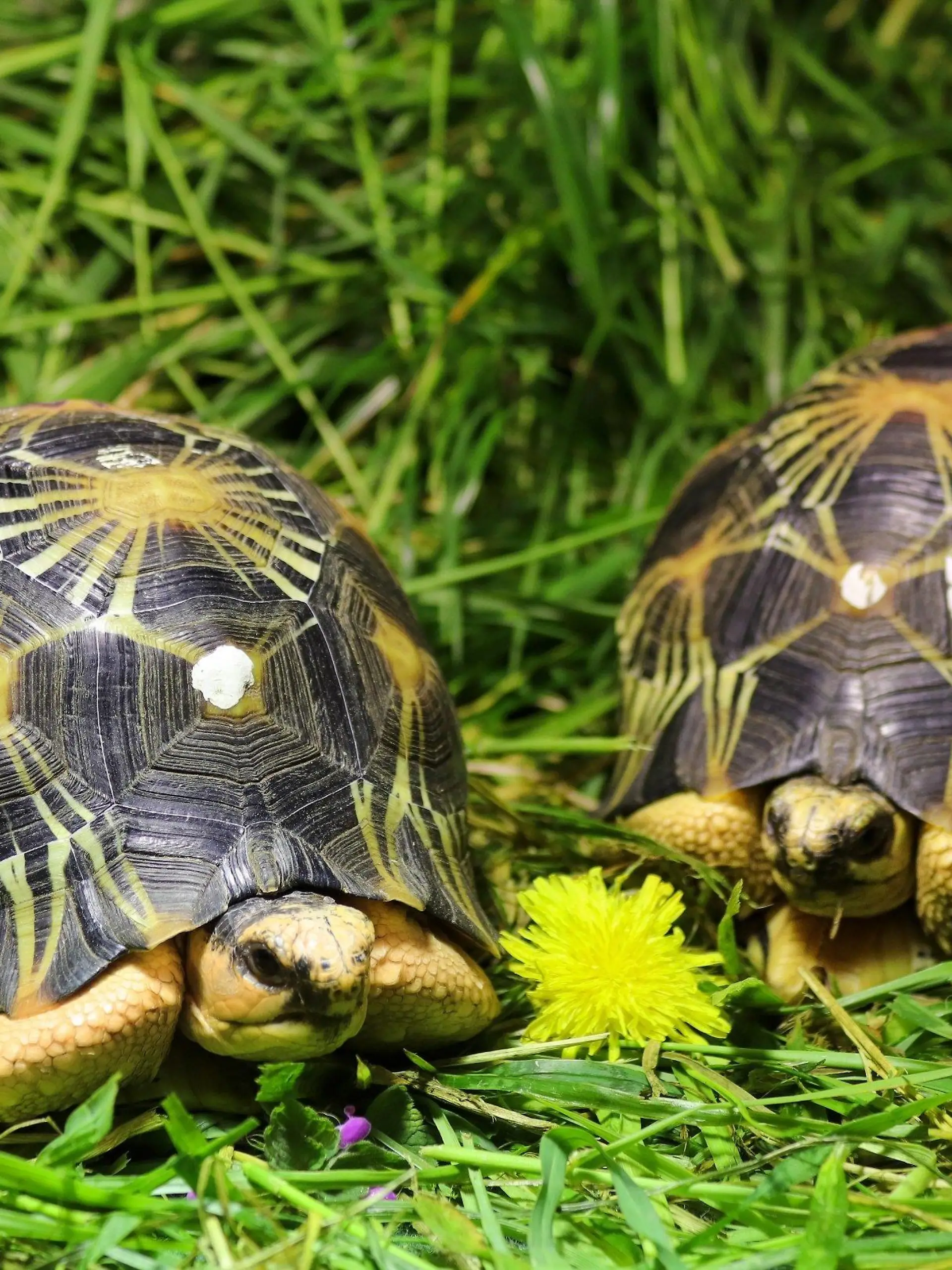 HANDOUT - 12.05.2021, Berlin: Strahlenschildkröten, die im Gepäck eines Schmugglers konfisziert wurden, haben im Tierpark Berlin ein neues Zuhause gefunden. Der Berliner Tierpark nimmt 57 Exemplare zweier vom Aussterben bedrohter Schildkrötenarten auf. Zwei der 55 jungen Madagaskar-Strahlenschildkröten sitzen im Gras in Quarantäne. Ende Mai sollen sie für Besucher zu sehen sein. Markante gelbe Linien verlaufen strahlenförmig auf dem hoch gewölbten Panzer nach außen. (zu dpa «Neue Heimat für geschmuggelte Schildkröten im Berliner Tierpark») Foto: ---/Tierpark Berlin/dpa - ACHTUNG: Nur zur redaktionellen Verwendung im Zusammenhang mit der aktuellen Berichterstattung und nur mit vollständiger Nennung des vorstehenden Credits +++ dpa-Bildfunk +++