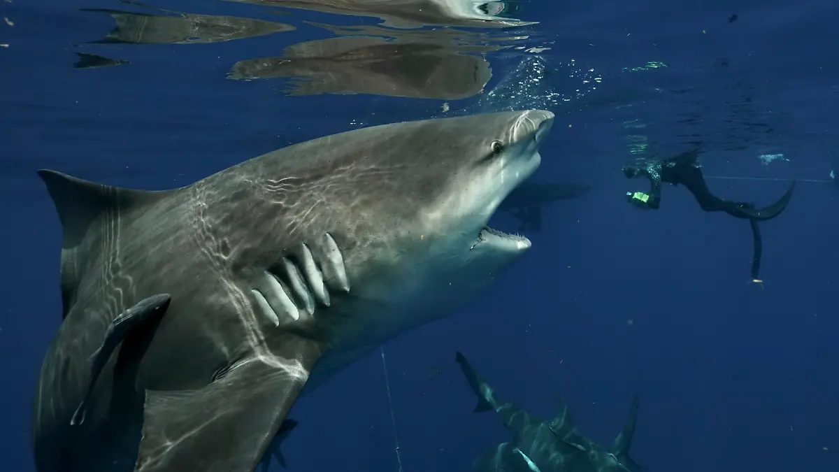 @captainjohnmoore / CATERS NEWS - (PICTURED the fat shark ) They say the camera adds 10 pounds but this diver's picture captures the incredible moment he came face to face with an abnormally gargantuan shark. John Moore, 55, was freediving near Jupiter, Florida, USA when he snapped the huge female amongst a shiver of bull sharks earlier this month. With her rows of razor-sharp teeth exposed and yellow-tinted eyes gleaming, the enormous shark was up close and personal to the shark diver and photographer. He said: "She was an abnormally large female. Very likely pregnant and certainly hadn't skipped any meals. She was a very dominant shark, confidently coming right up to me throughout our dive." SEE CATERS COPY .