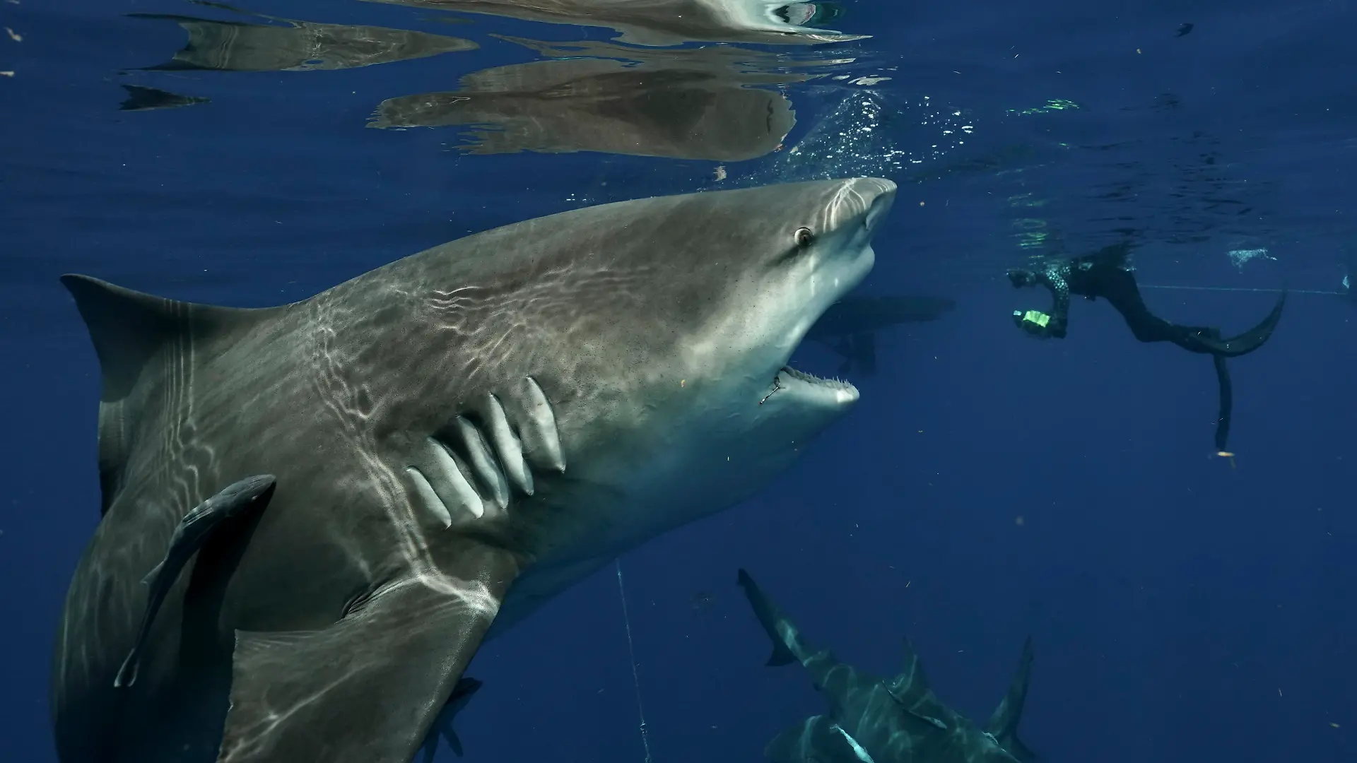 @captainjohnmoore / CATERS NEWS - (PICTURED the fat shark ) They say the camera adds 10 pounds but this diver's picture captures the incredible moment he came face to face with an abnormally gargantuan shark. John Moore, 55, was freediving near Jupiter, Florida, USA when he snapped the huge female amongst a shiver of bull sharks earlier this month. With her rows of razor-sharp teeth exposed and yellow-tinted eyes gleaming, the enormous shark was up close and personal to the shark diver and photographer. He said: "She was an abnormally large female. Very likely pregnant and certainly hadn't skipped any meals. She was a very dominant shark, confidently coming right up to me throughout our dive." SEE CATERS COPY .