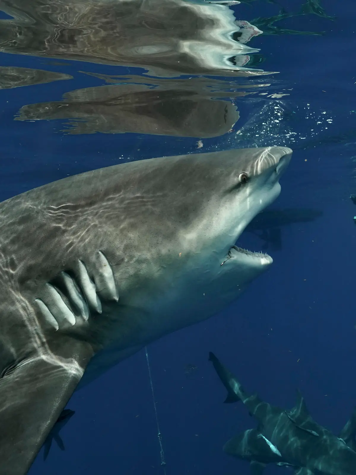 @captainjohnmoore / CATERS NEWS - (PICTURED the fat shark ) They say the camera adds 10 pounds but this diver's picture captures the incredible moment he came face to face with an abnormally gargantuan shark. John Moore, 55, was freediving near Jupiter, Florida, USA when he snapped the huge female amongst a shiver of bull sharks earlier this month. With her rows of razor-sharp teeth exposed and yellow-tinted eyes gleaming, the enormous shark was up close and personal to the shark diver and photographer. He said: "She was an abnormally large female. Very likely pregnant and certainly hadn't skipped any meals. She was a very dominant shark, confidently coming right up to me throughout our dive." SEE CATERS COPY .