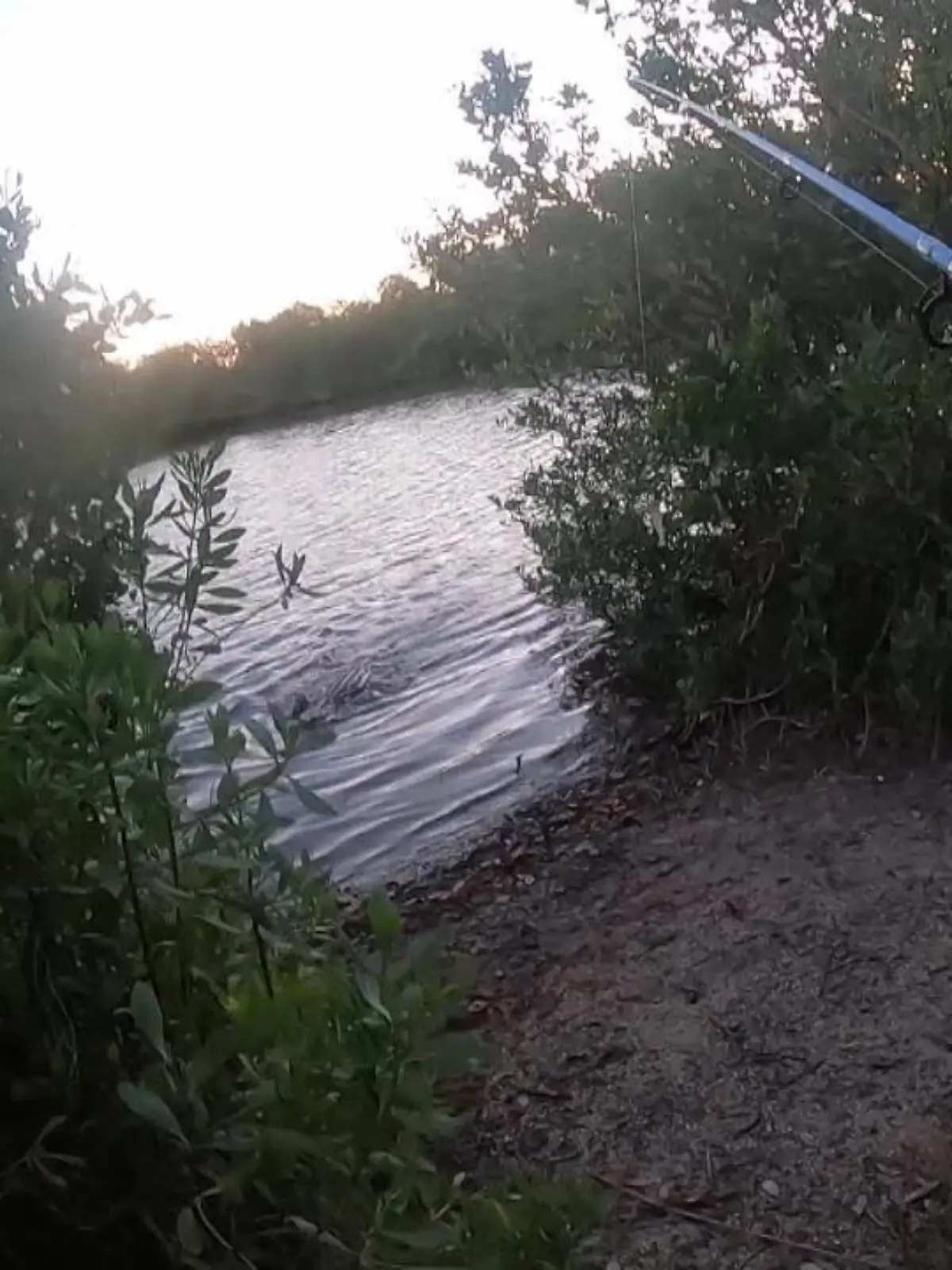 Bild zu: "Angler wird plötzlich selbst zur Beute"