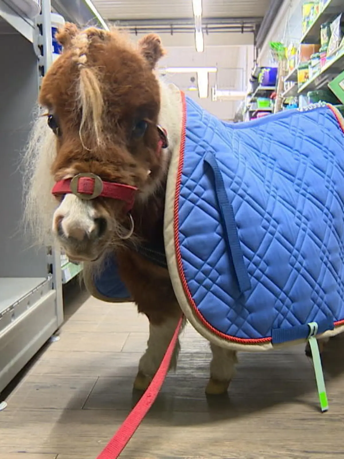 Bild zu: "Mini-Shetty ist nur 50 Zentimeter groß"