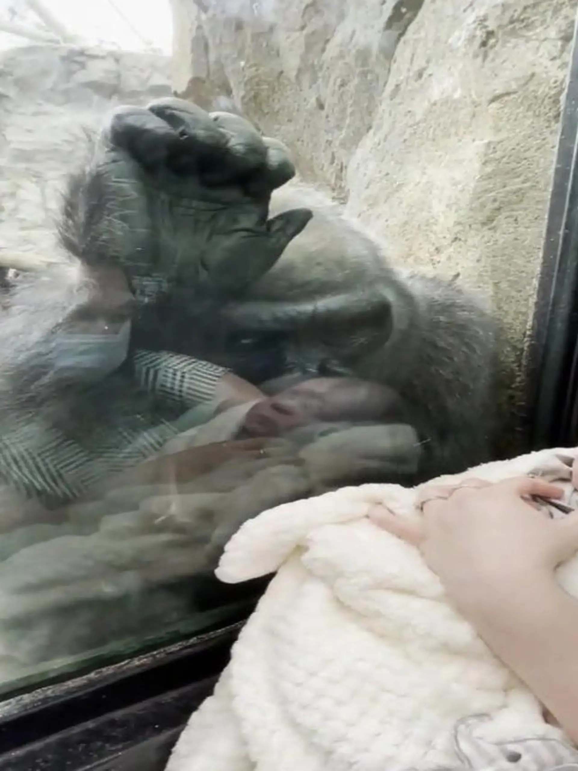 Emmelina und Mann Michael machen mit ihrem Baby Canyon einen Ausflug in den Franklin Park Zoo in Boston im US-Bundesstaat Massachusetts. Als sie am Affen-Gehege sind, hat Gorilla-Dame Kiki nur noch Augen für das Besucher-Baby - und präsentiert dann auch noch stolz ihr eigenes Neugeborenes. Unfassbar süße Bilder!