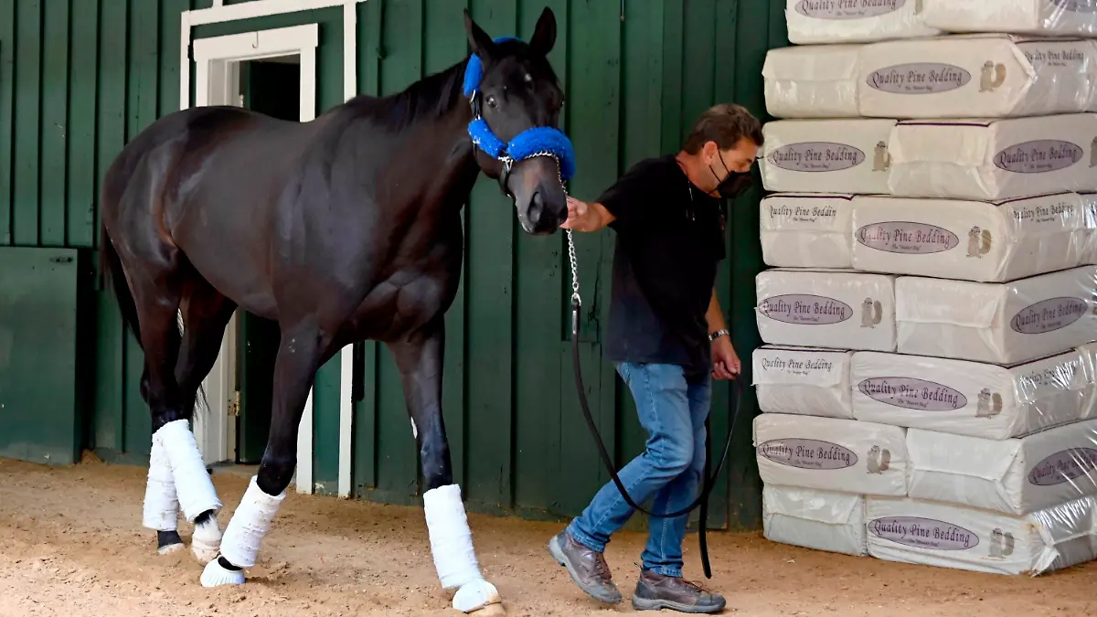 Kentucky Derby winner Medina Spirit walks around the Stakes Barn with assistant trainer Jimmy Barnes after arriving at Pimlico Race Course  Monday, May 10, 2021. (Lloyd Fox/The Baltimore Sun via AP)./The Baltimore Sun via AP)