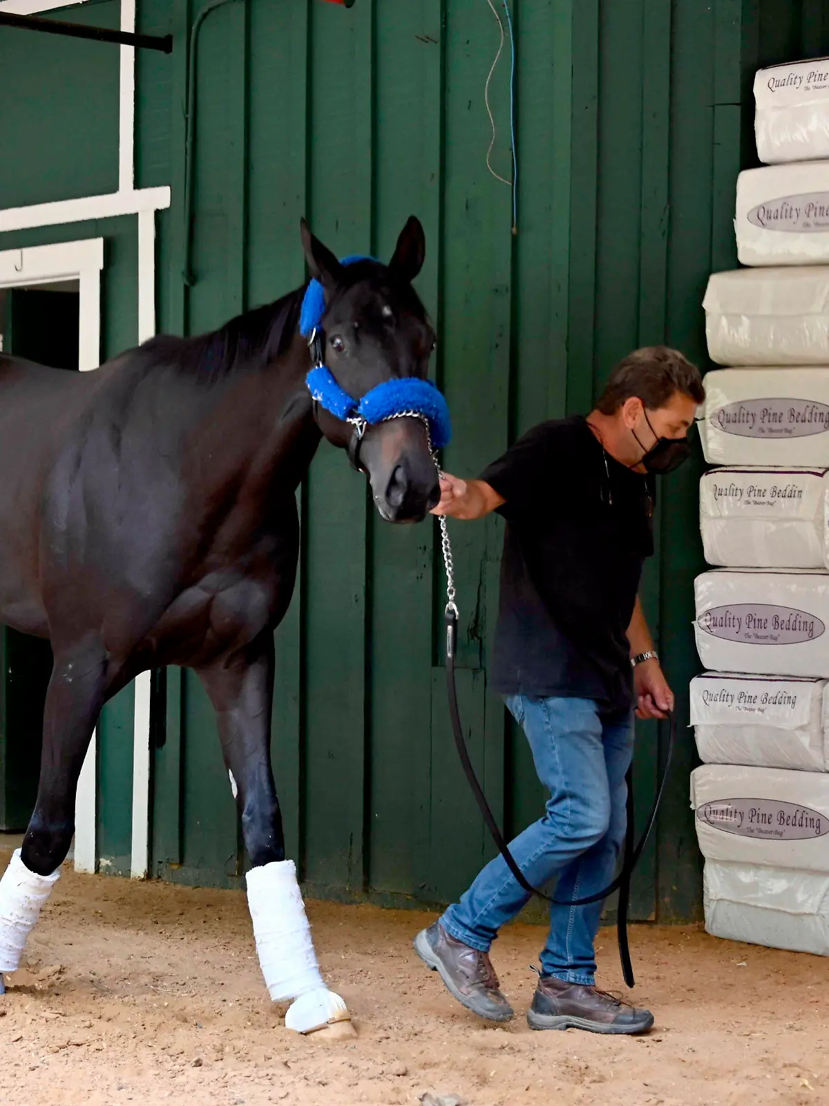 Kentucky Derby winner Medina Spirit walks around the Stakes Barn with assistant trainer Jimmy Barnes after arriving at Pimlico Race Course  Monday, May 10, 2021. (Lloyd Fox/The Baltimore Sun via AP)./The Baltimore Sun via AP)