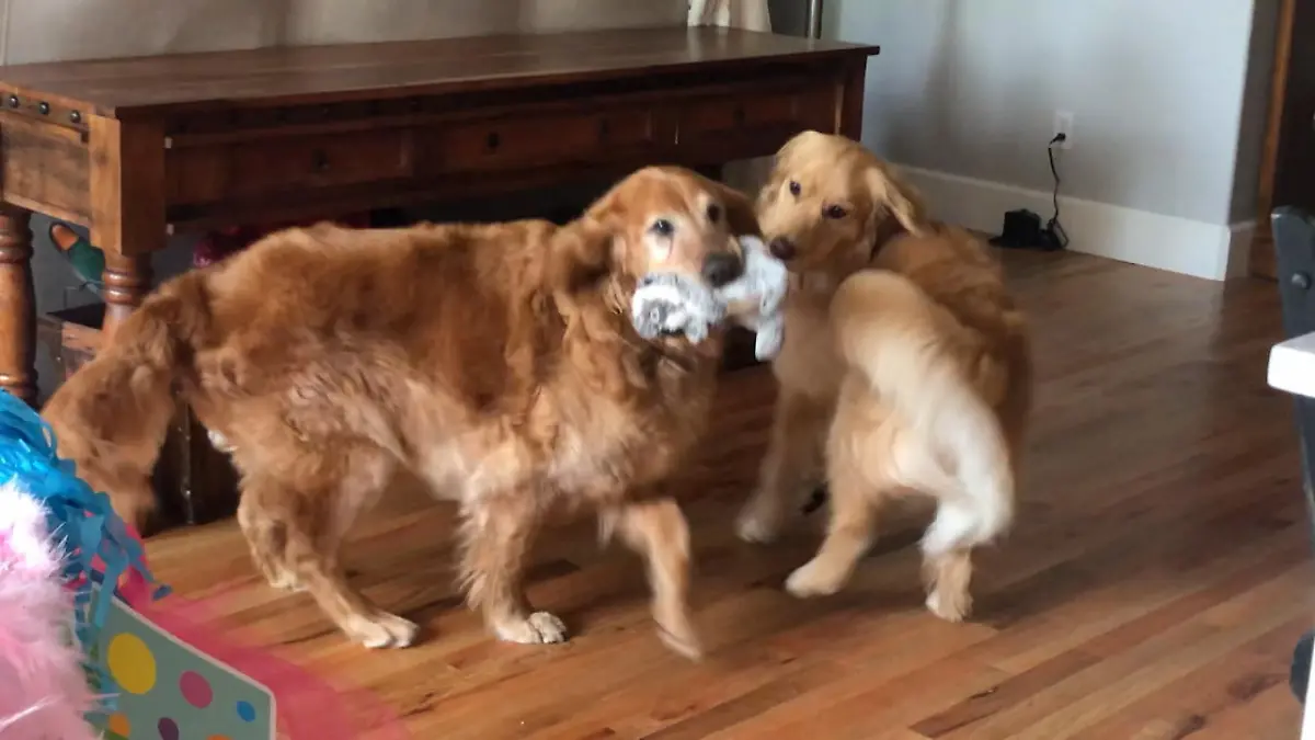 OP für Plüschtier Hund schaut nervös zu
