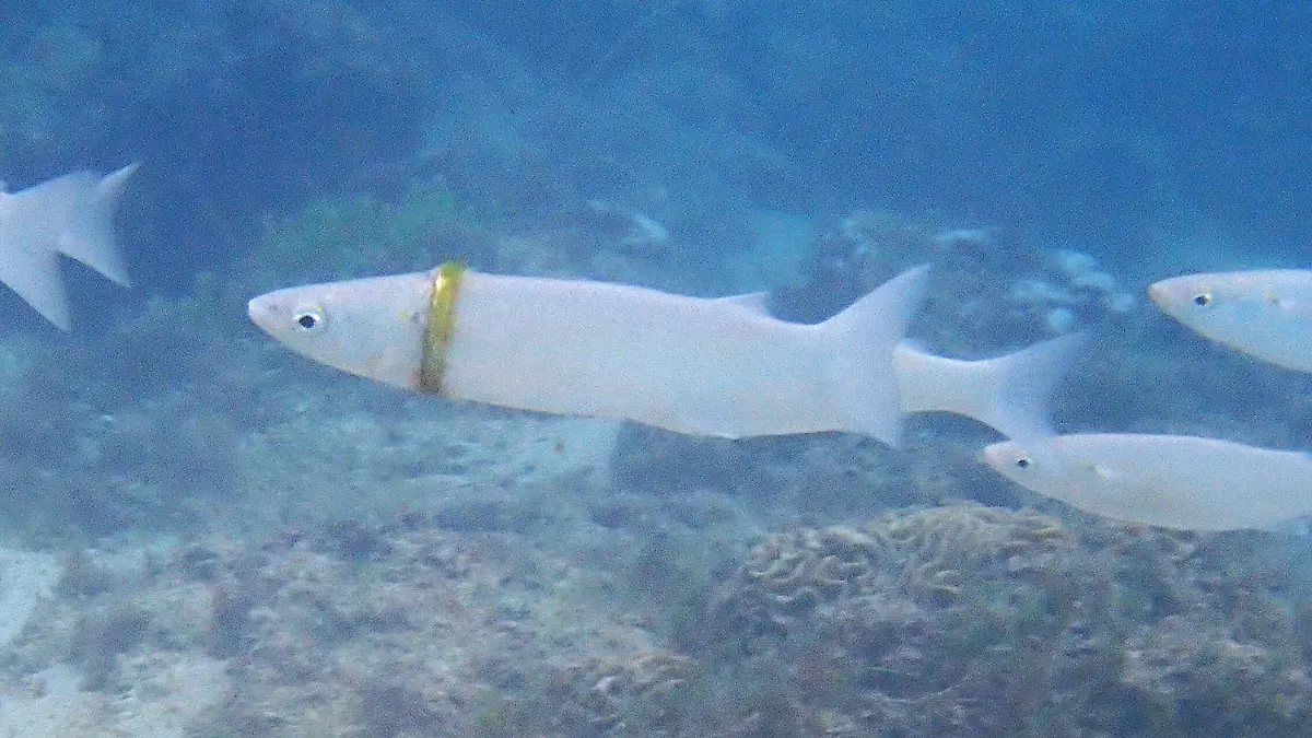 Fisch trägt Ehering
