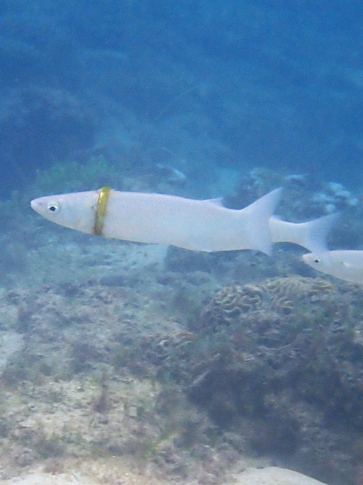 Fisch trägt Ehering