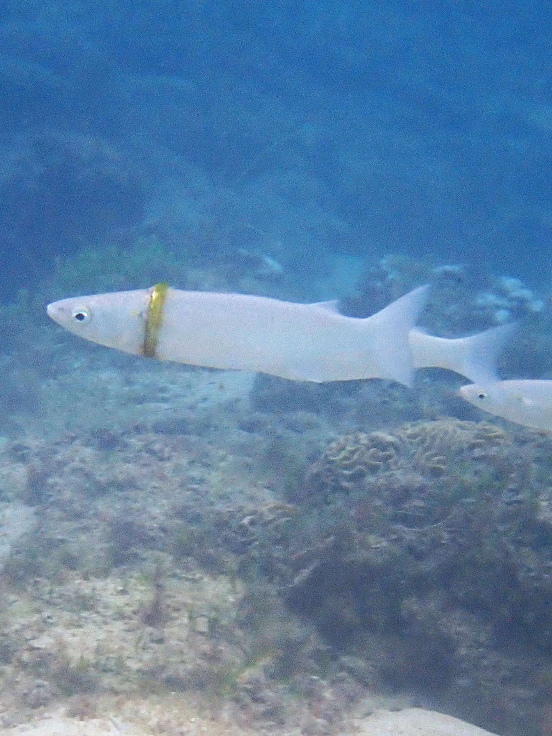 Fisch trägt Ehering