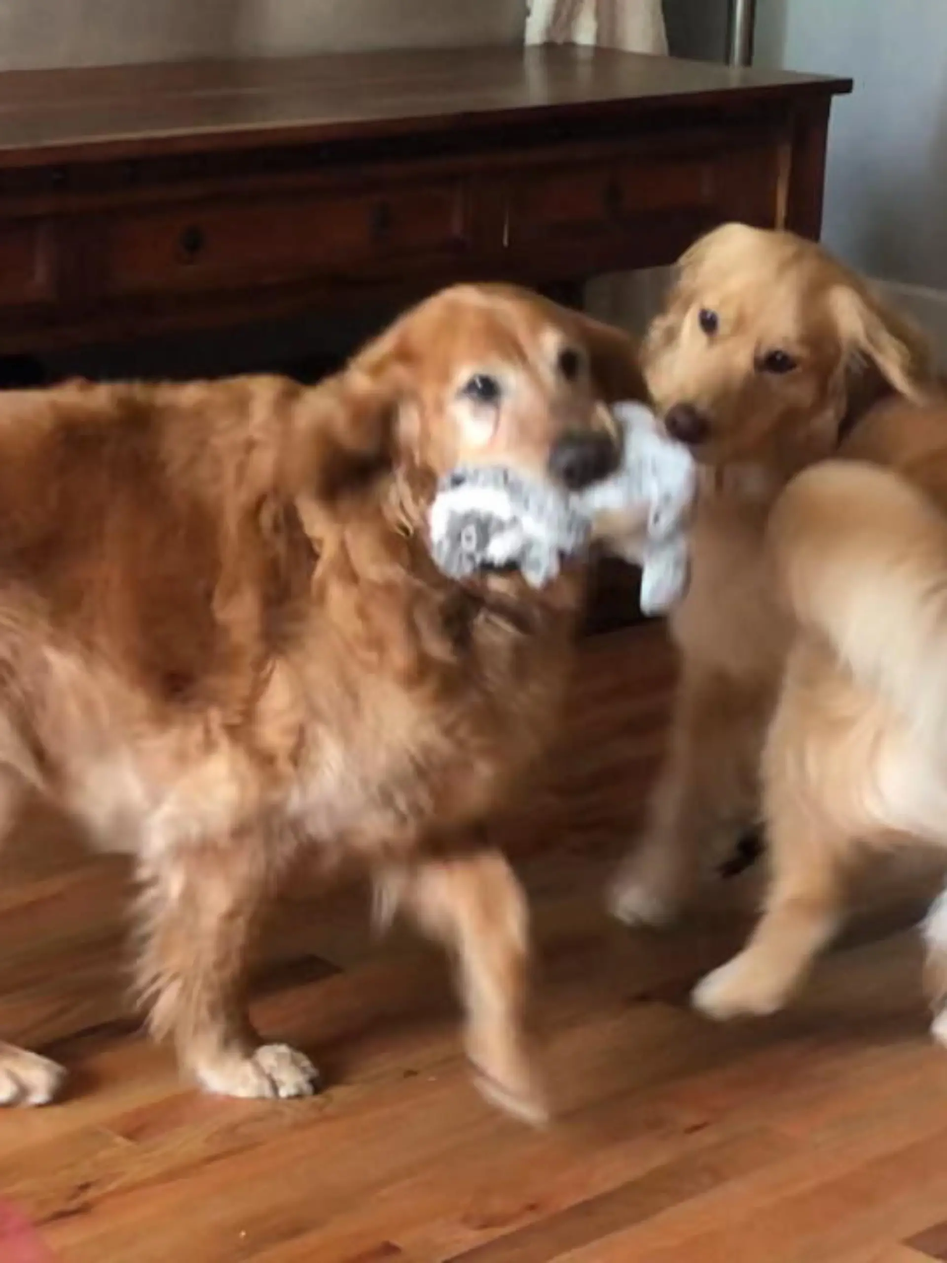 Bild zu: "Golden Retriever ganz nervös"