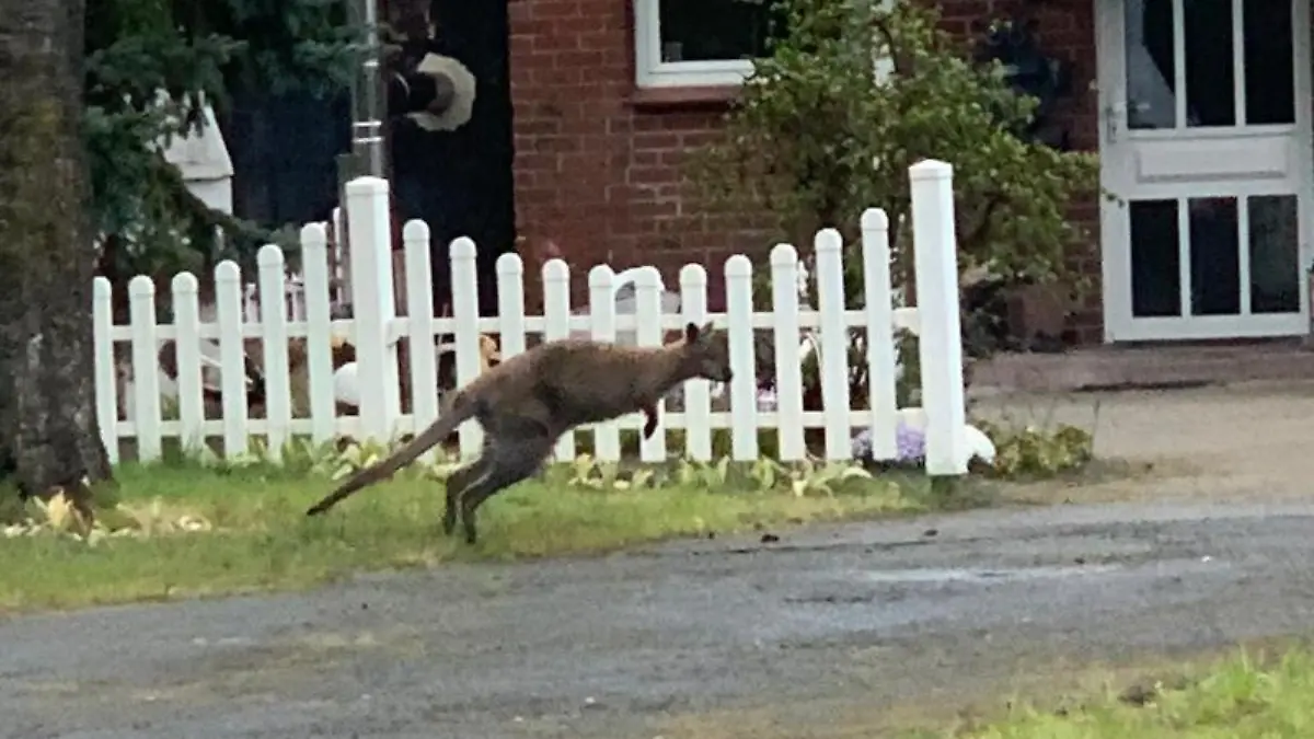 Ein Känguru wurde in Lauenbrück (Kreis Rotenburg) gesichtet