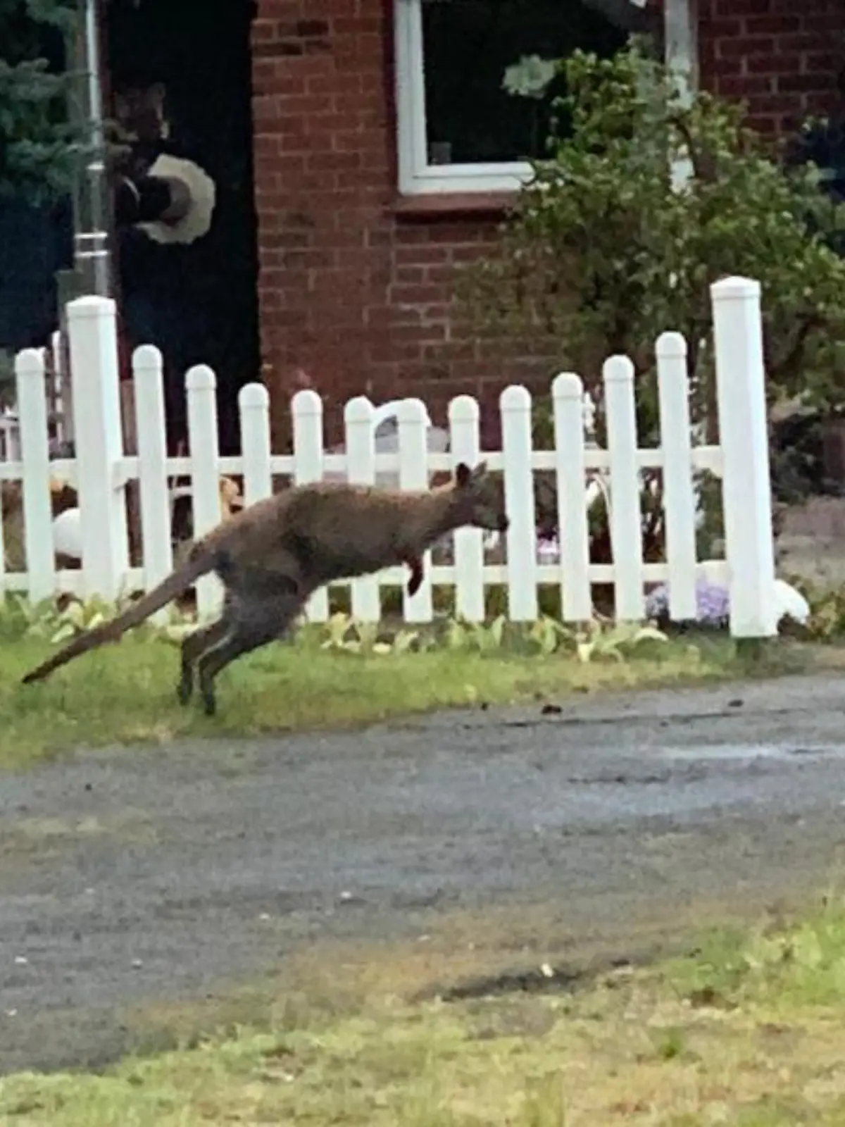 Ein Känguru wurde in Lauenbrück (Kreis Rotenburg) gesichtet