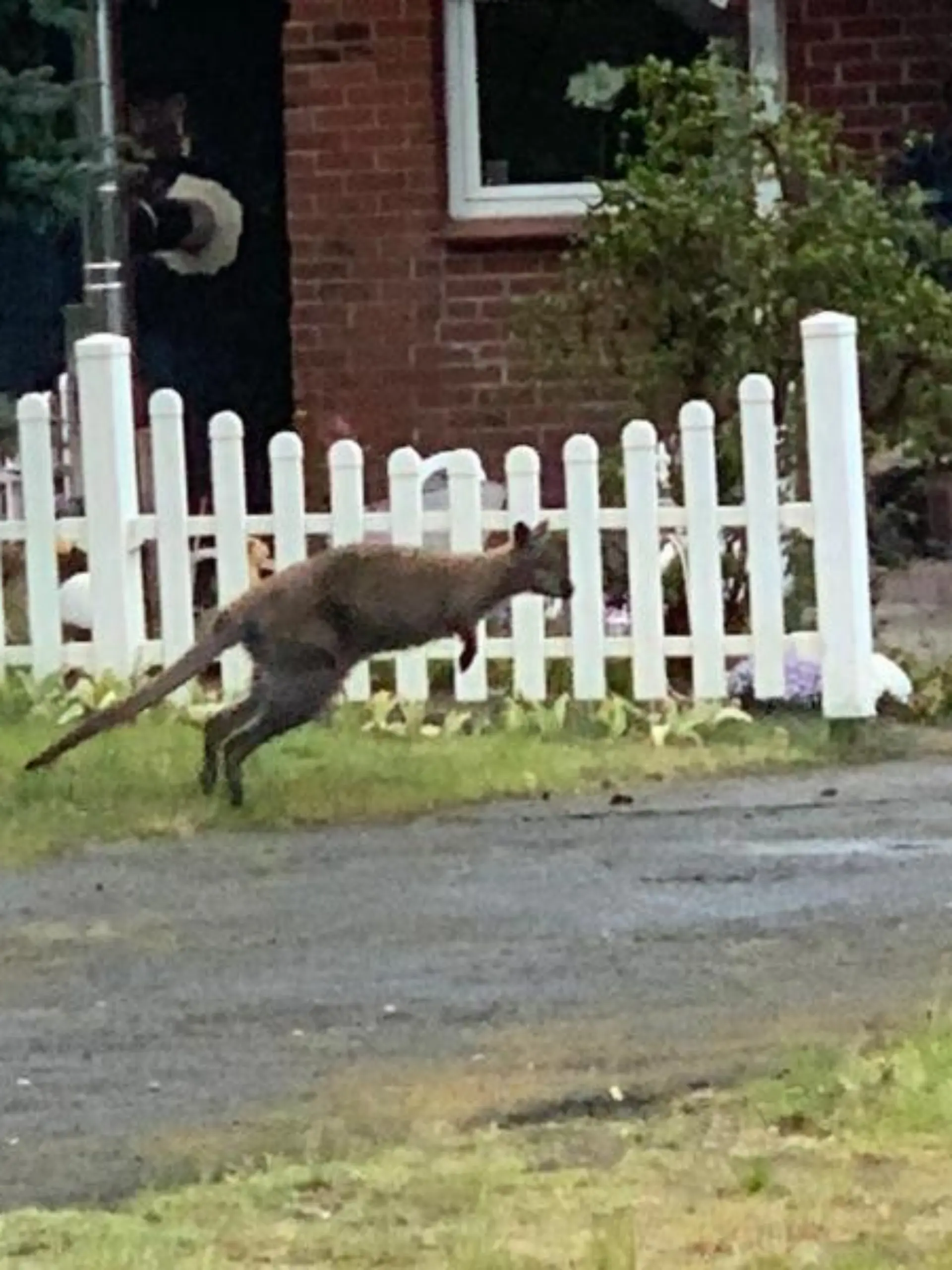 Ein Känguru wurde in Lauenbrück (Kreis Rotenburg) gesichtet