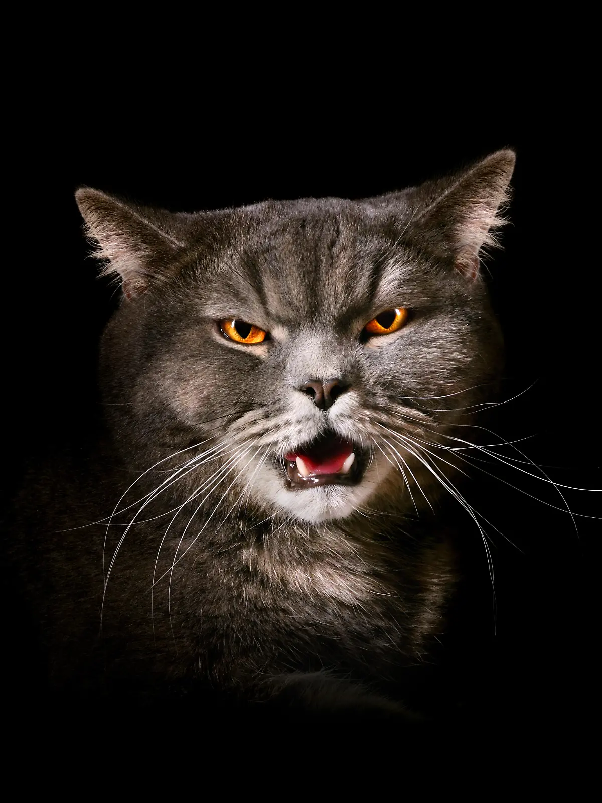 Aggressive Katze 