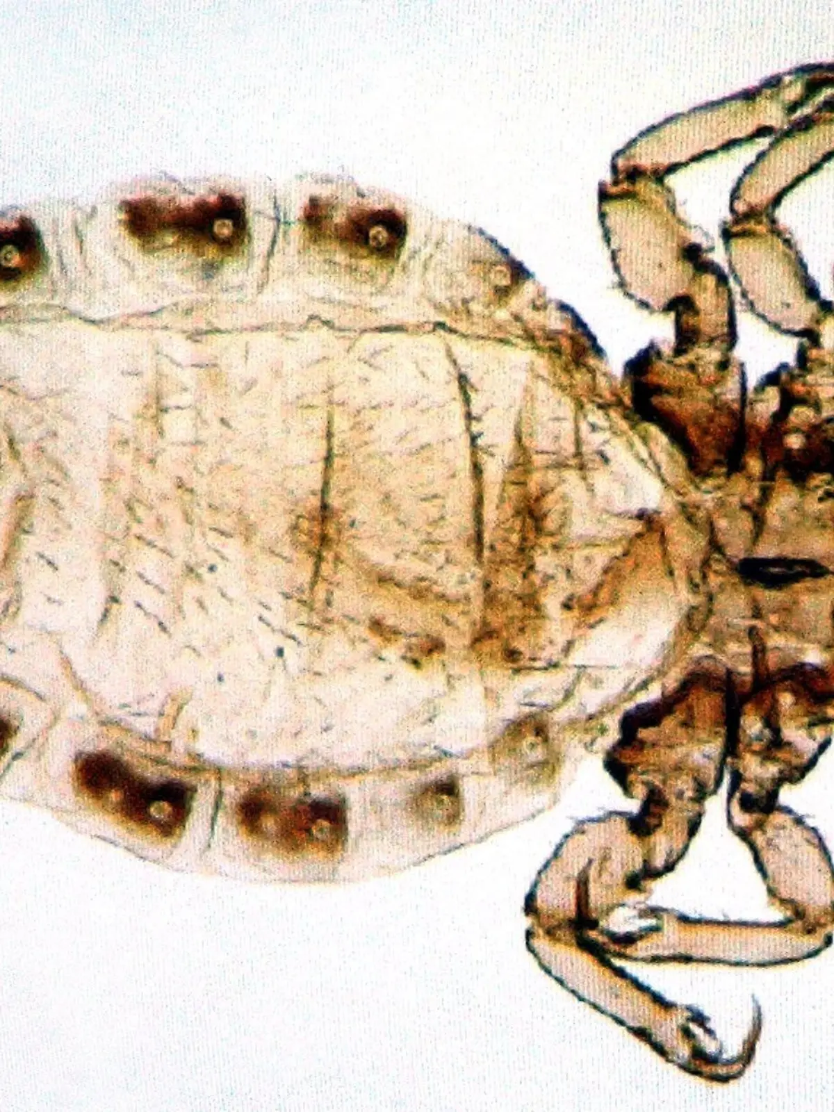 Leipzig (Sachsen): Auf einem Computerbild im Max-Planck-Institut in Leipzig ist am 18.08.2003 eine Kopflaus vom Menschen (Pediculus humanus) abgebildet. Eine Wissenschaftlergruppe des Institutes für Evolutionäre Anthropologie hat bei Genuntersuchungen an Läusen die Entstehungszeit der menschlichen Kleidung herausgefunden. Danach haben unsere Vorfahren erst vor etwa 110.000 bis 30.000 Jahren damit begonnen, Kleidung zu tragen. Die Untersuchungen gehen aus einem vorab veröffentlichten Bericht des US-Fachjournals "Current Biology" hervor. (LEI03-180803)