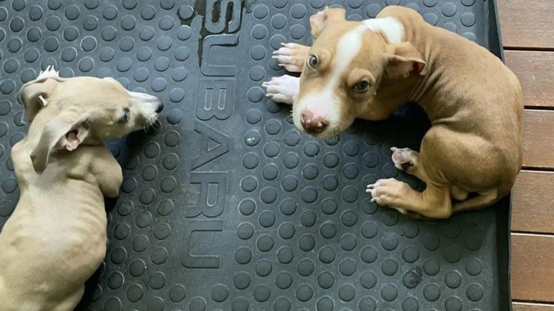 Ein Paar aus Cow Bay in Queensland hat seine Hunde vegan ernährt - eines der Tiere starb.