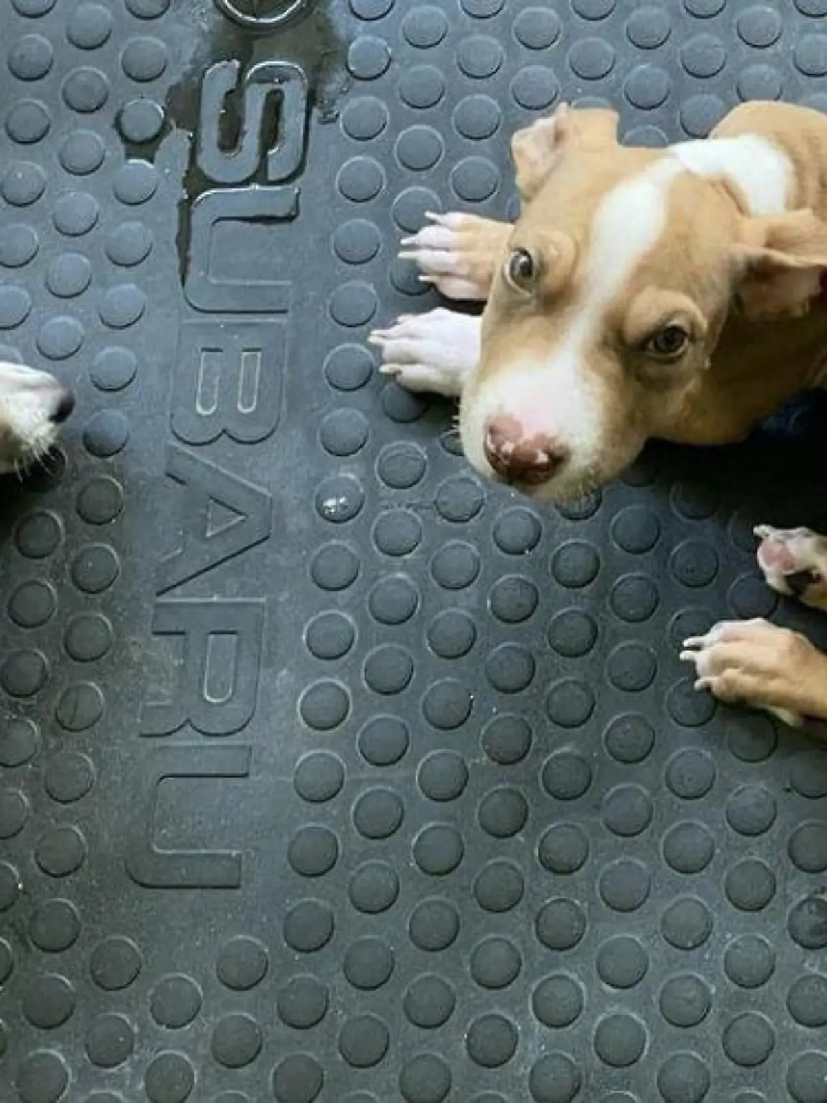 Ein Paar aus Cow Bay in Queensland hat seine Hunde vegan ernährt - eines der Tiere starb.