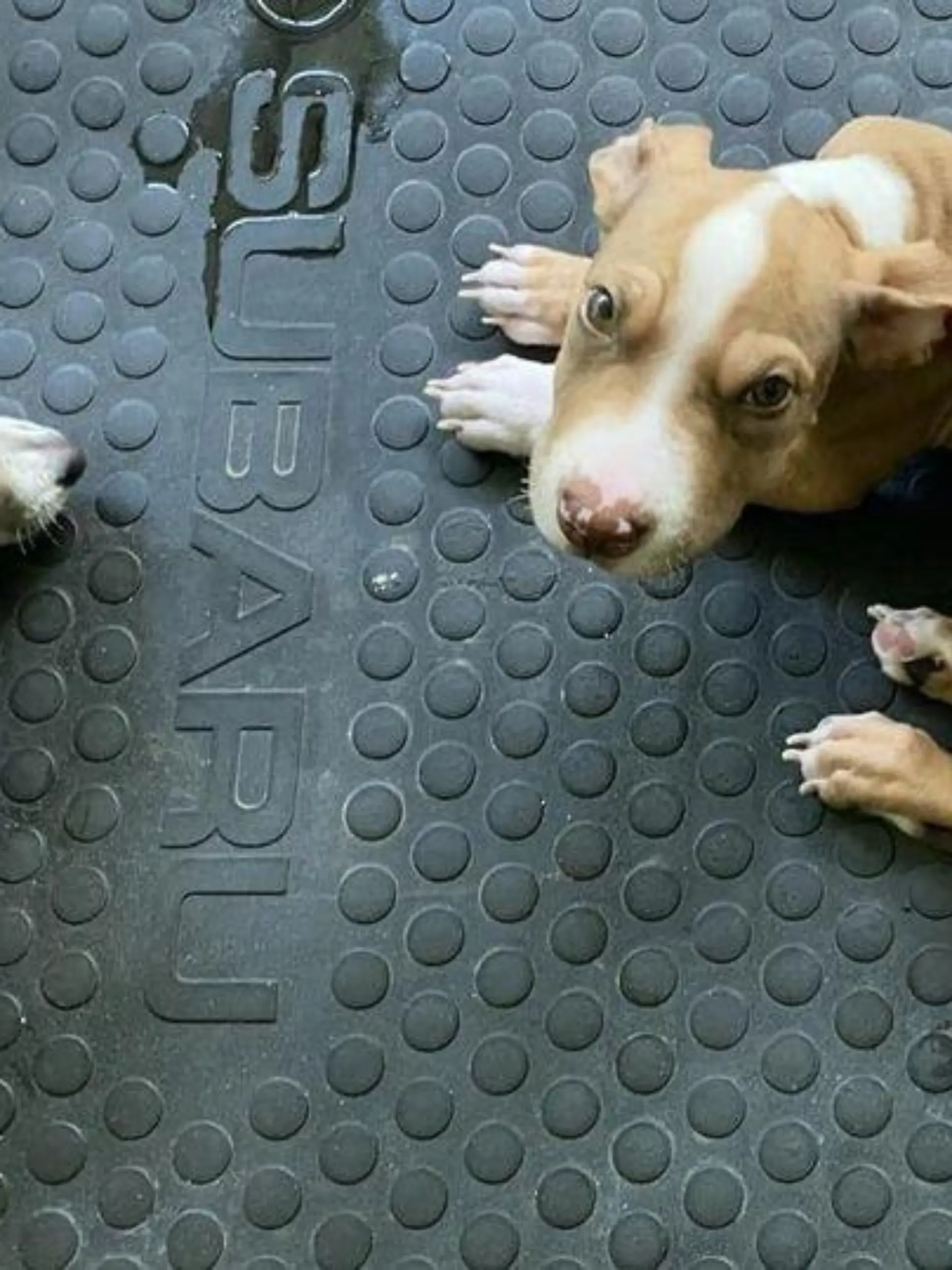 Ein Paar aus Cow Bay in Queensland hat seine Hunde vegan ernährt - eines der Tiere starb.