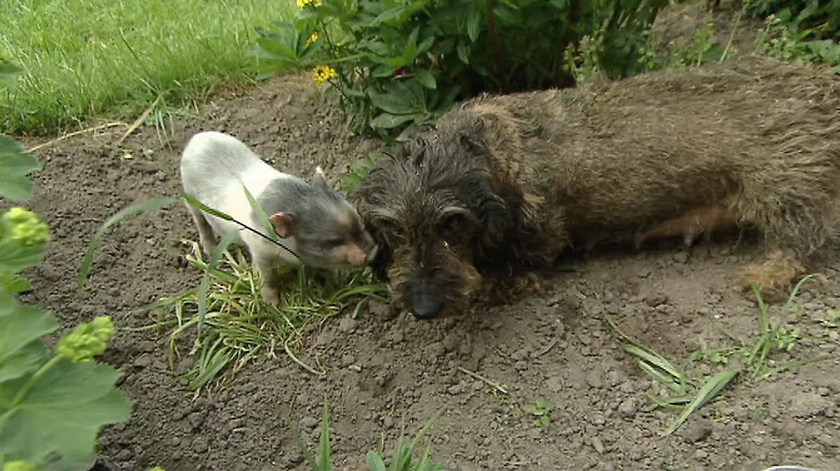 Foto: RTL Nord