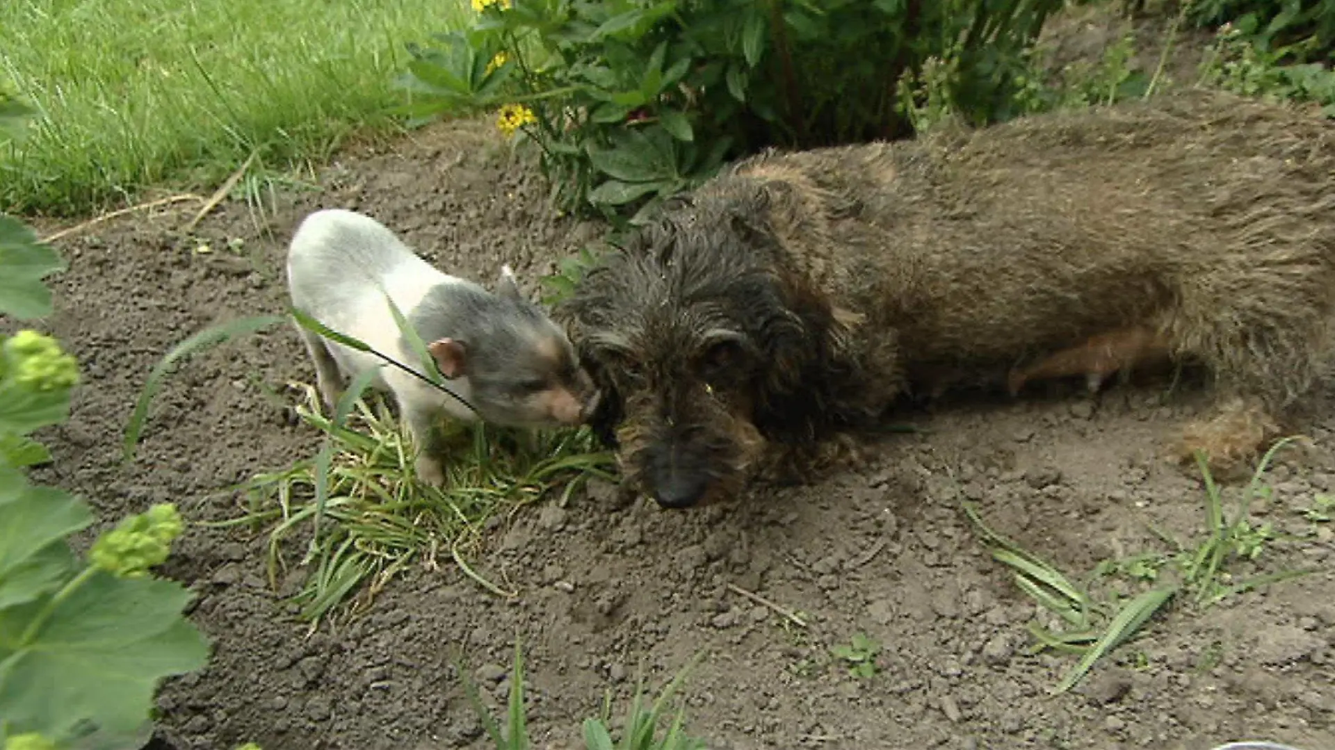 Foto: RTL Nord