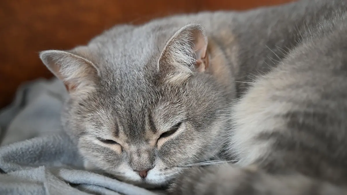 Katzen sind das beliebteste Haustier Deutschlands