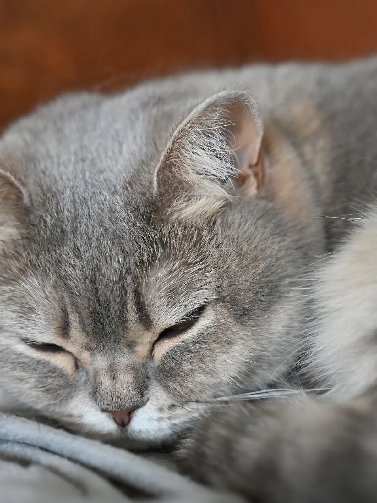 Katzen sind das beliebteste Haustier Deutschlands