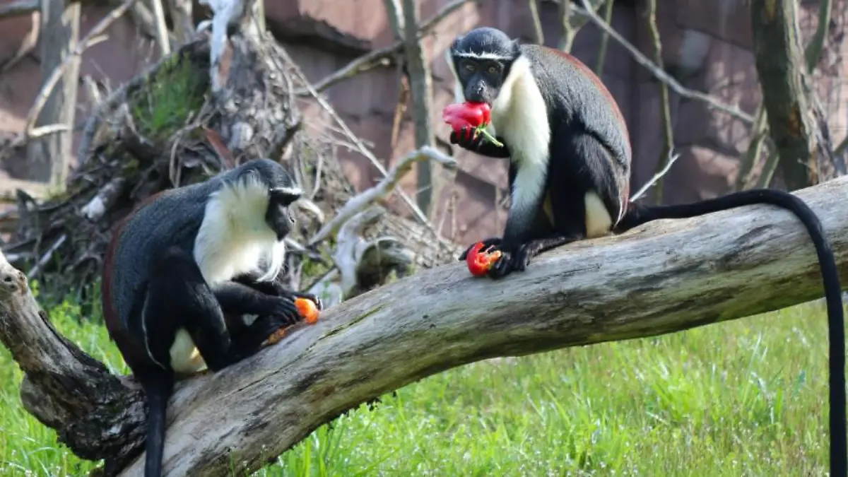 Roloway-Meerkatzen im Tierpark Berlin