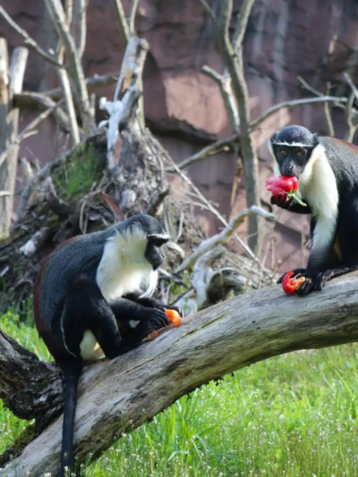 Roloway-Meerkatzen im Tierpark Berlin