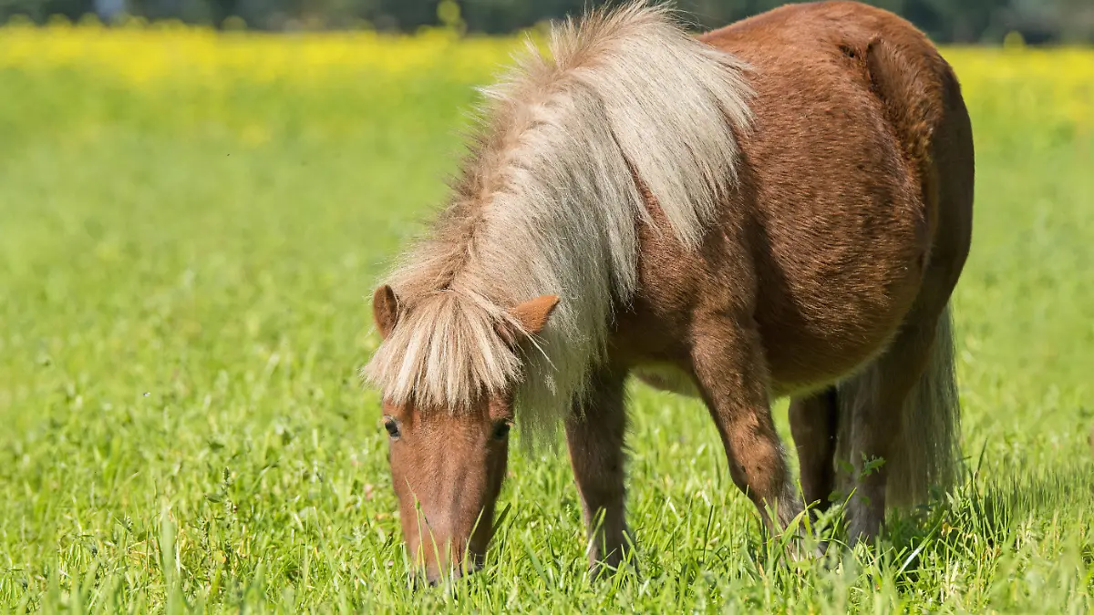 Shetlandponys sind in der Regel nur zwischen 87 und 107 Zentimeter groß (Symbolfoto).