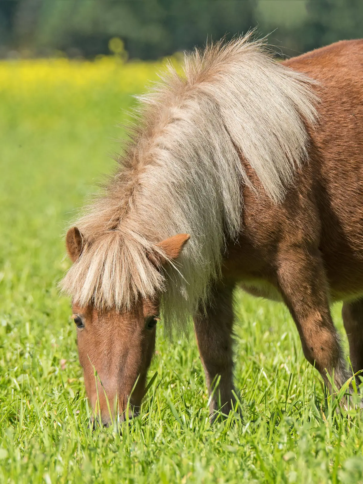 Shetlandponys sind in der Regel nur zwischen 87 und 107 Zentimeter groß (Symbolfoto).