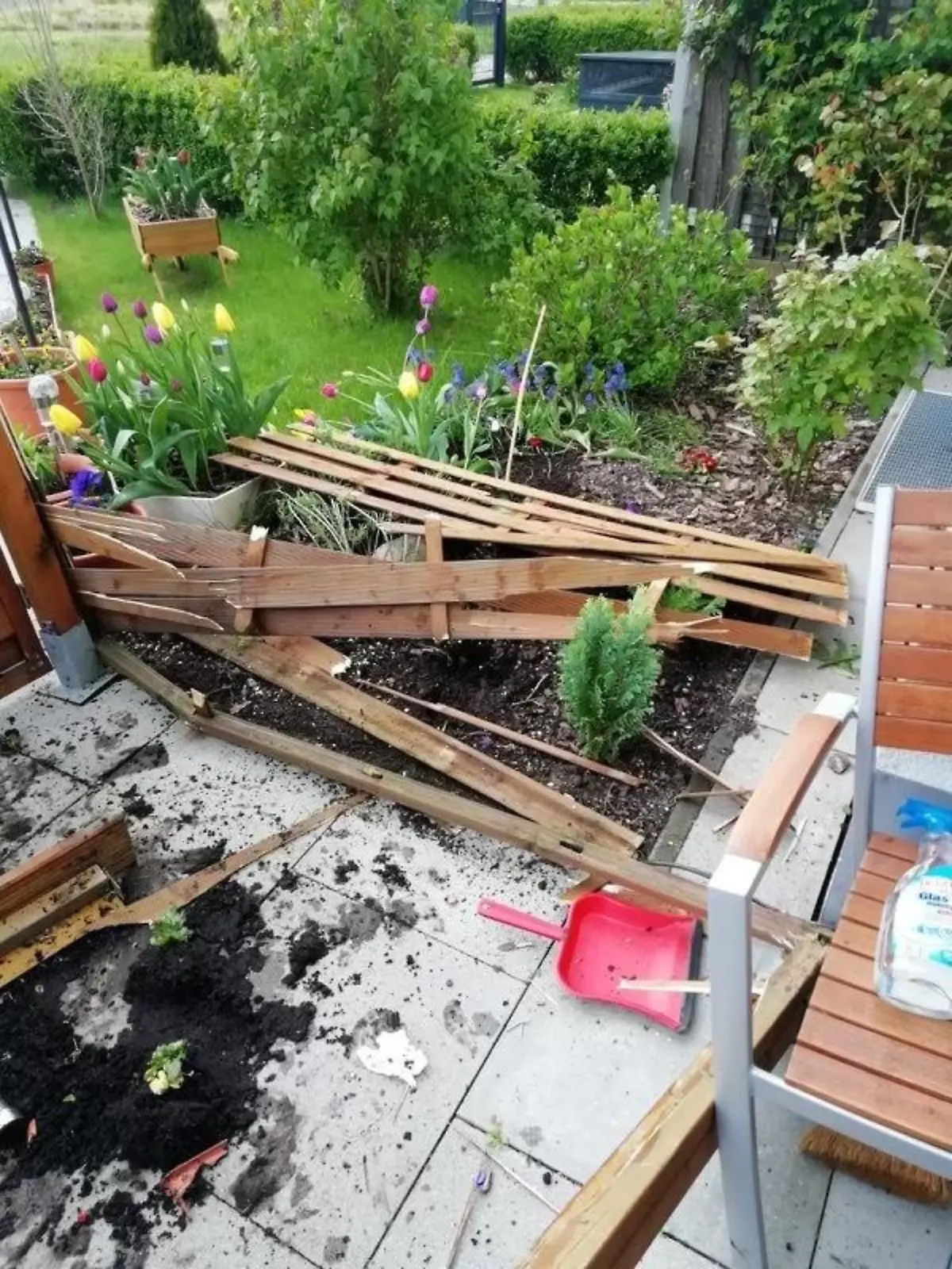 Die Kuh hinterließ nach ihrem Ausflug ein Chaos auf der Terrasse der Möllers im Hamburger Stadtteil Billstedt.