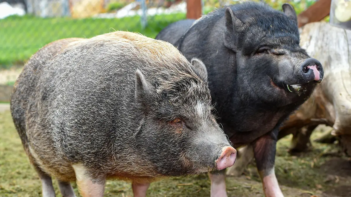 WEIL DIE MINISCHWEINE JETZT MAXI SIND: GEORGE & HARRY BRAUCHEN EIN NEUES ZUHAUSE
