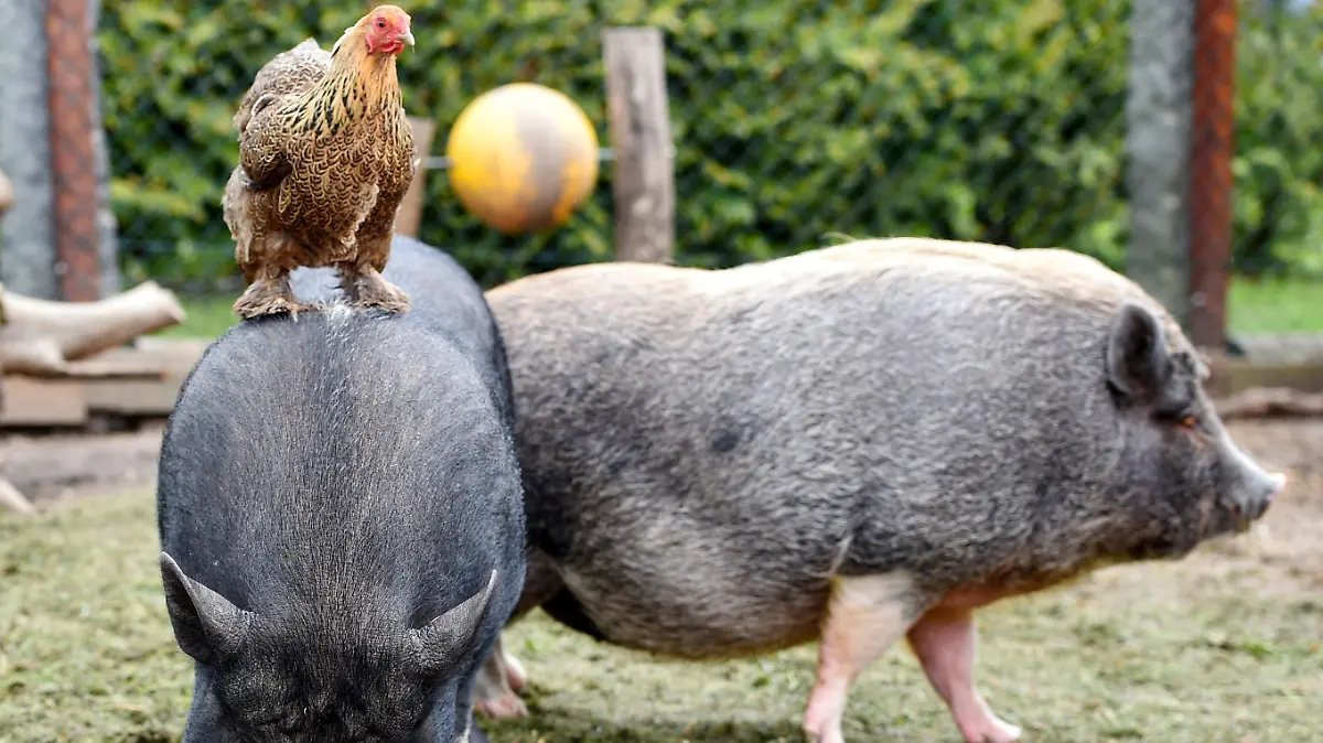 WEIL DIE MINISCHWEINE JETZT MAXI SIND: GEORGE & HARRY BRAUCHEN EIN NEUES ZUHAUSE
