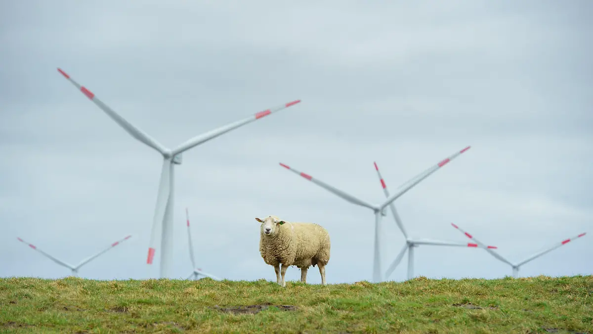 15.03.2021, Schleswig-Holstein, Dagebüll: Ein Schaf steht auf einem Deich an der Nordseeküste bei Dagebüll. Im Hintergrund sind Rotoren von Windrädern zu sehen. Foto: Gregor Fischer/dpa +++ dpa-Bildfunk +++