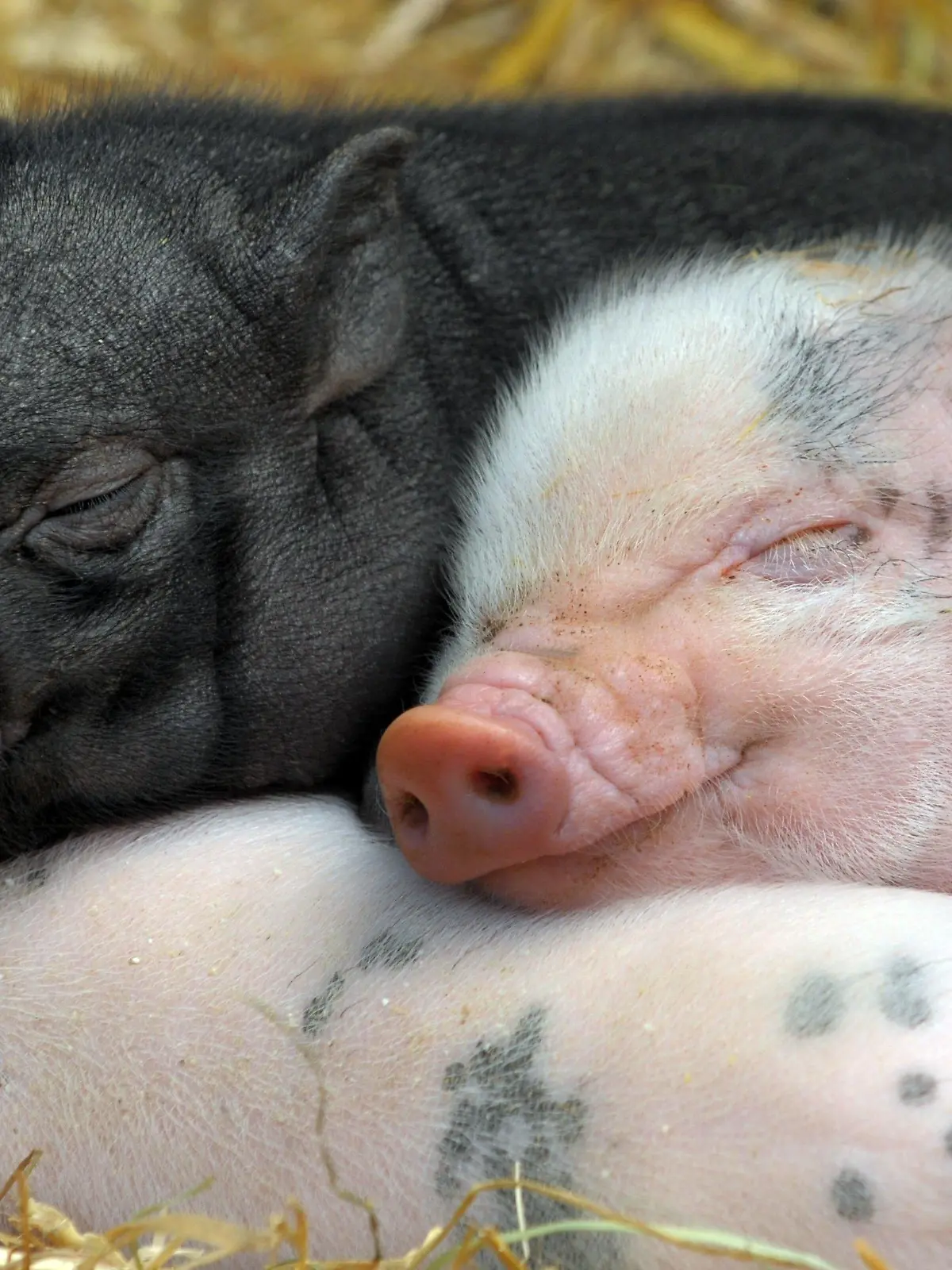 Drei wenige Tage alte Minischweine schlafen am Mittwoch (10.06.2009) im Tiergarten des Kunsthandwerkerhauses im sächsischen Langenwolmsdorf bei Stolpen. Auch wenn sie noch so klein sind, innerhalb von zwei Jahren ist auch das Minischwein bei 20 Kilogramm Gewicht angelangt. Foto: Matthias Hiekel dpa/lsn +++(c) dpa - Bildfunk+++