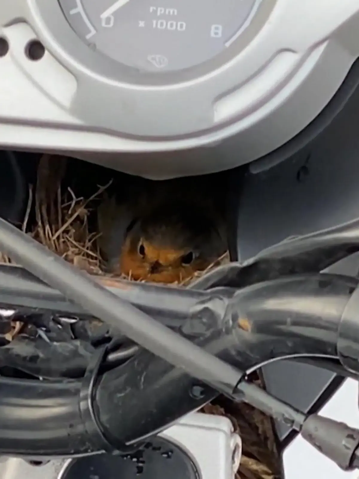 Bild zu: "Vogel nistet in Polizeimotorrad"