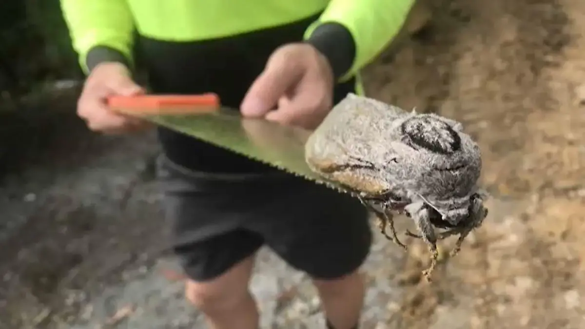 Diese riesige Motte haben australische Bauarbeiter gefunden.