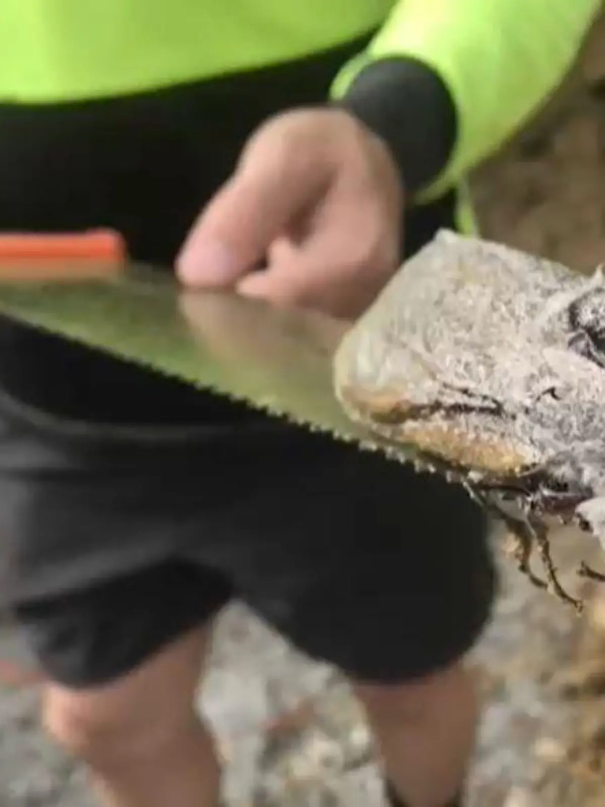 Diese riesige Motte haben australische Bauarbeiter gefunden.