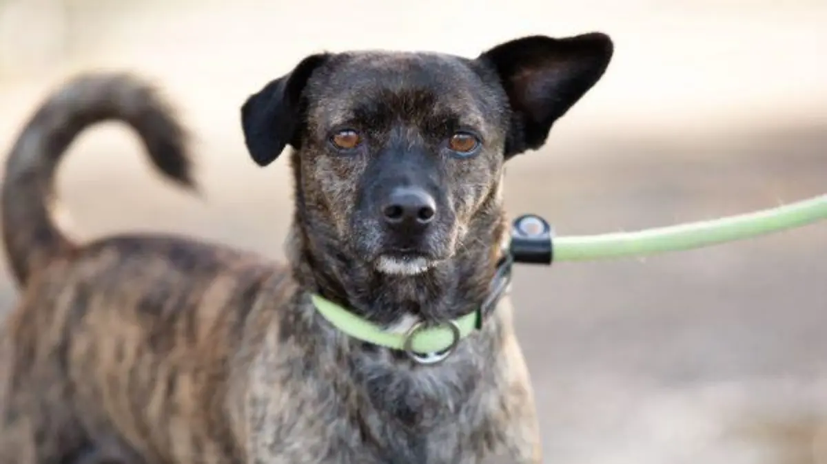 Der dreijährige Rüde leidet unter Epilepsie