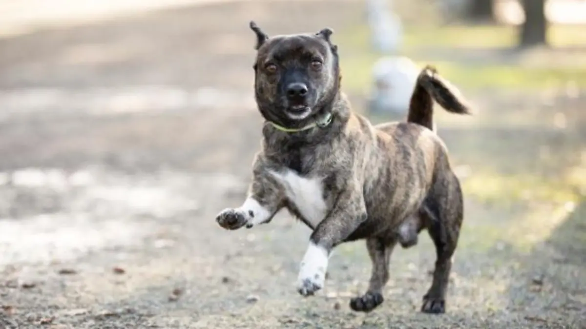 Der dreijährige Jack Russel Mix-Terrier lebt im Tierheim Berlin