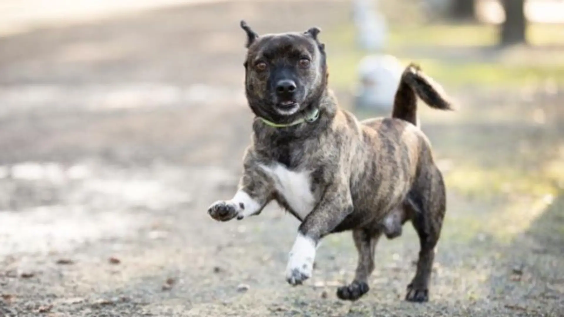 Der dreijährige Jack Russel Mix-Terrier lebt im Tierheim Berlin
