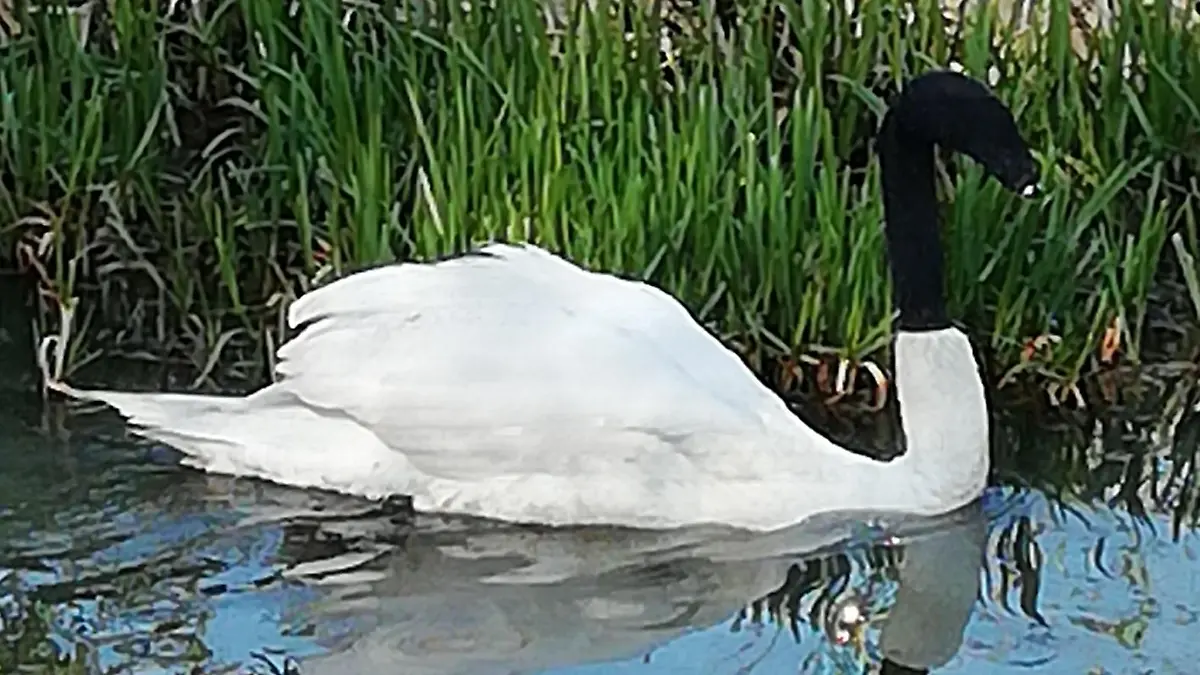 So fanden die Polizisten den Schwan vor: Mit einer Socke über Kopf und Hals paddelte das Tier oreintierungslos durch einen Stadtgraben in Lincoln (England).