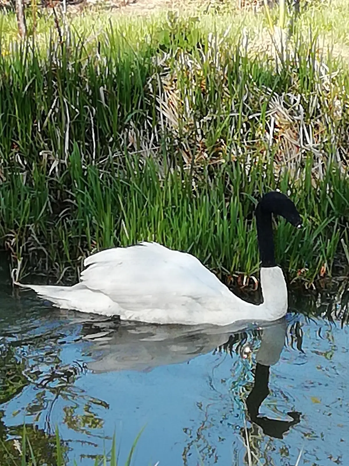 So fanden die Polizisten den Schwan vor: Mit einer Socke über Kopf und Hals paddelte das Tier oreintierungslos durch einen Stadtgraben in Lincoln (England).
