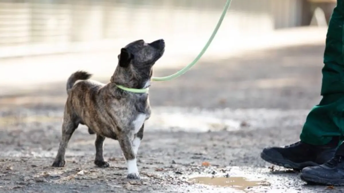 Der dreijährige Toto lebt im Tierheim Berlin