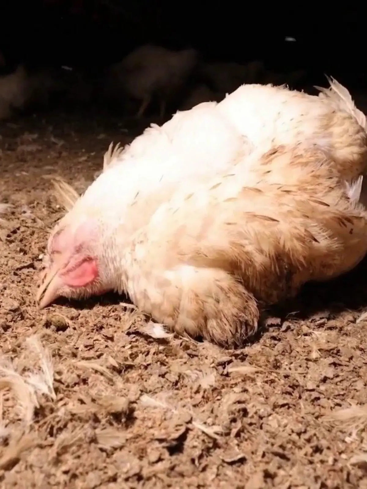 Aktivisten der Organisation Soko Tierschutz filmen Undercover in einem Mastbetrieb im Emsland.