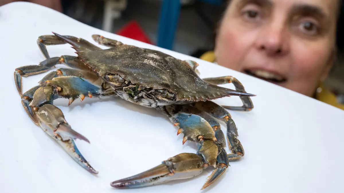 26.04.2023, Mecklenburg-Vorpommern, Stralsund: Ines Martin, Biologin und Kuratorin für Krebse am Deutschen Meeresmuseum, zeigt eine Blaukrabbe. Die Krabbe wurde im April 2023 am Stand des Ostseebades Ahlbeck gefunden. Ganz anders als einheimische Krabben sah der Fund eines Spaziergängers auf Usedom aus. Laut einer Expertin handelte es sich um den ersten Nachweis der Art in der südlichen Ostsee. Sie nennt es einen "Sensationsfund". Foto: Stefan Sauer/dpa +++ dpa-Bildfunk +++