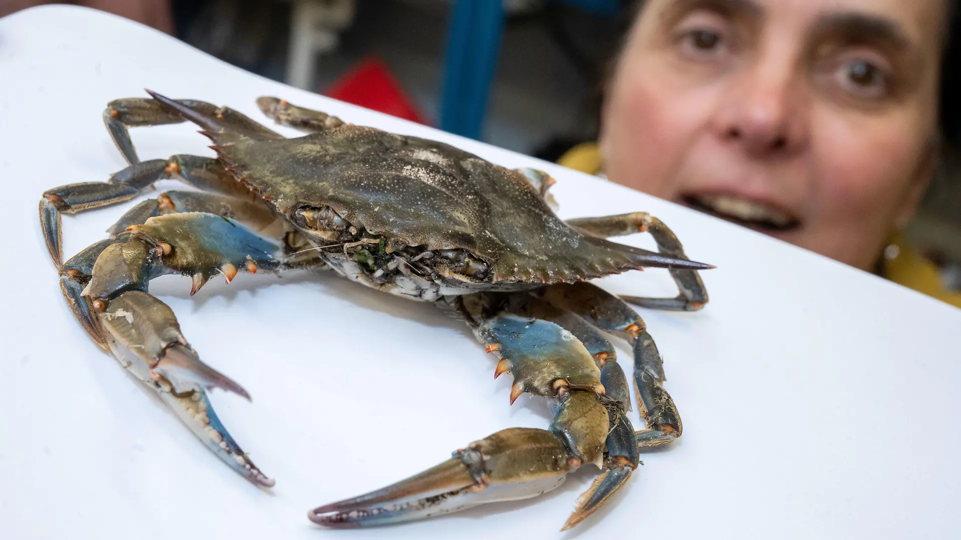 26.04.2023, Mecklenburg-Vorpommern, Stralsund: Ines Martin, Biologin und Kuratorin für Krebse am Deutschen Meeresmuseum, zeigt eine Blaukrabbe. Die Krabbe wurde im April 2023 am Stand des Ostseebades Ahlbeck gefunden. Ganz anders als einheimische Krabben sah der Fund eines Spaziergängers auf Usedom aus. Laut einer Expertin handelte es sich um den ersten Nachweis der Art in der südlichen Ostsee. Sie nennt es einen "Sensationsfund". Foto: Stefan Sauer/dpa +++ dpa-Bildfunk +++