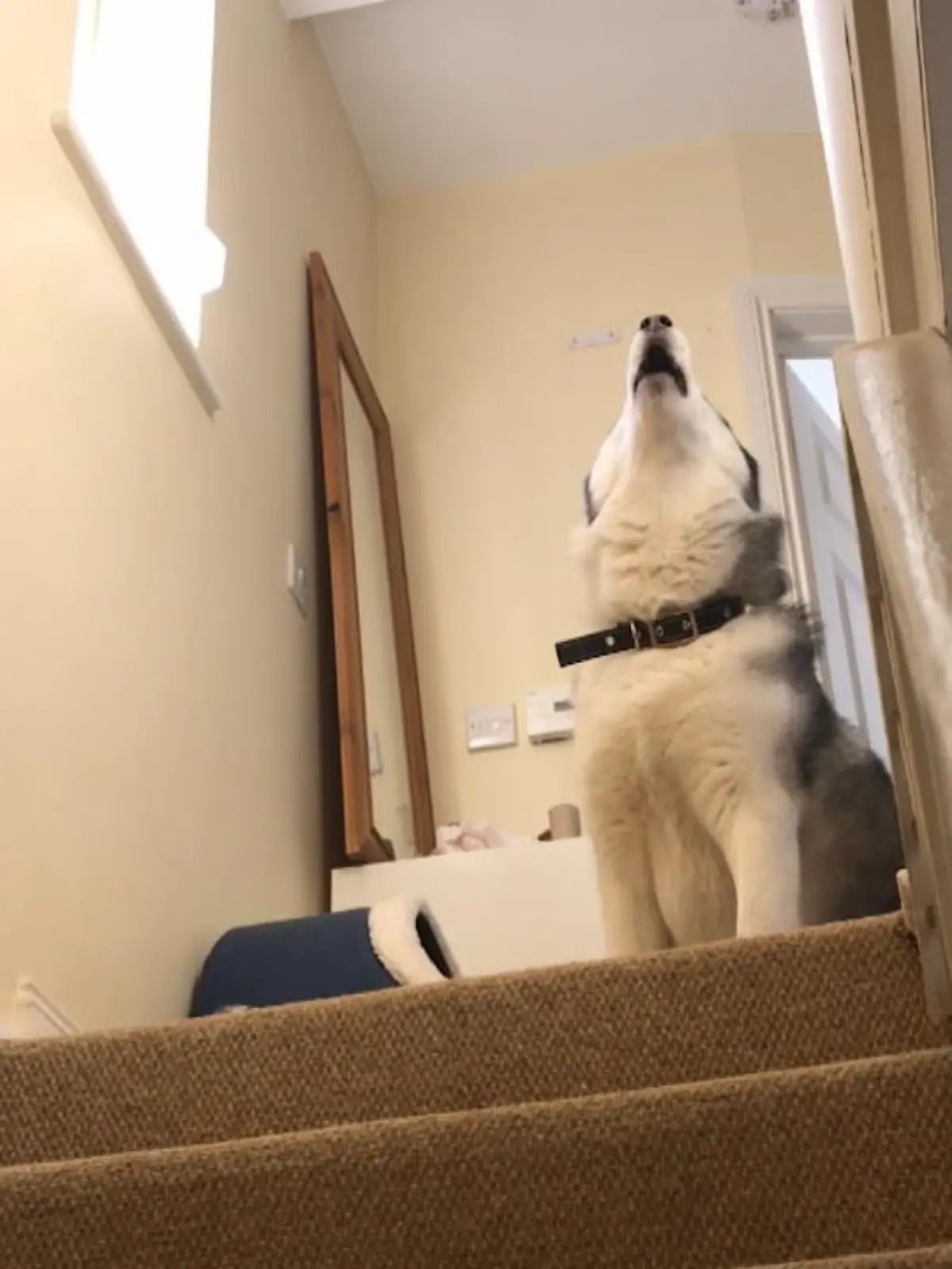Bild zu: "Husky weigert sich Treppe zu nehmen"