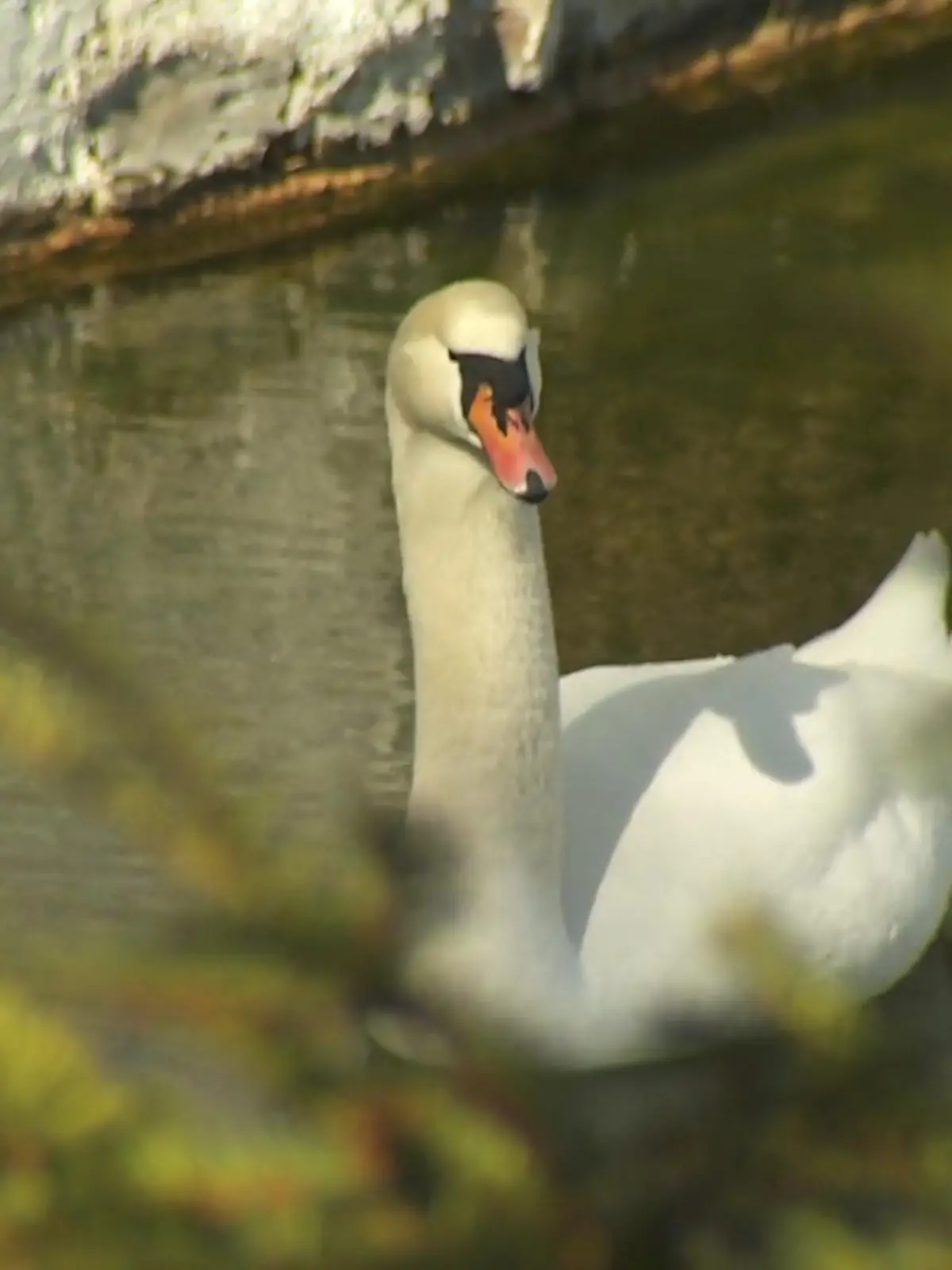 Schwan Hänsel schwimmt im Wasser