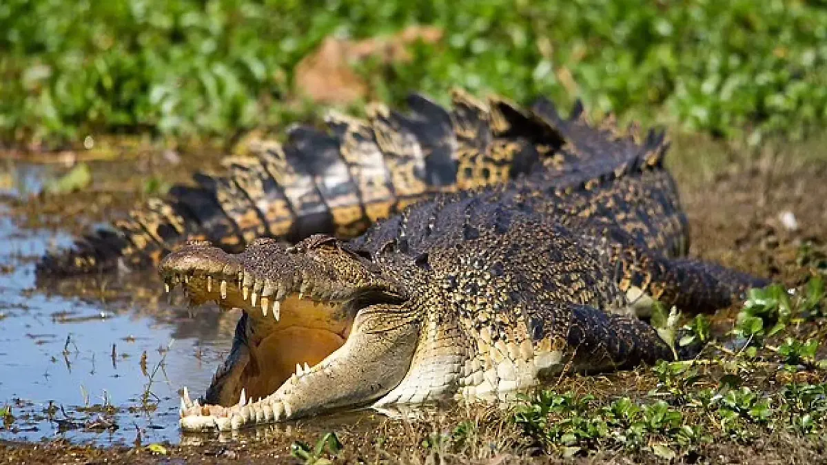 Krokodil